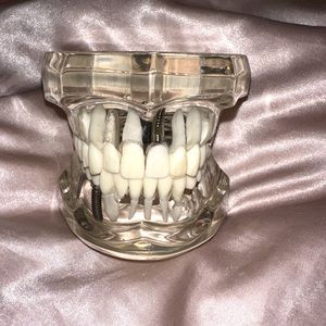 Typodont Dental Teeth Model